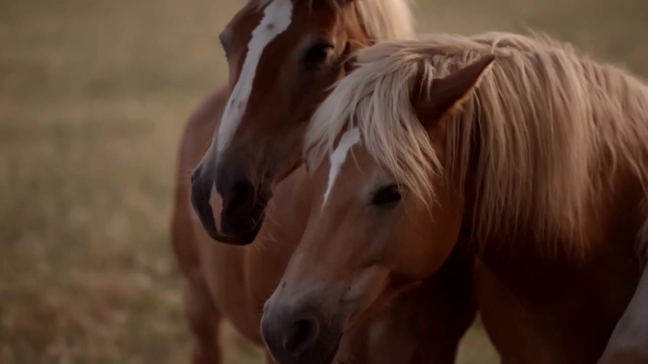 Beautiful well-groomed animals walk at sunset in the place witn an incredible view