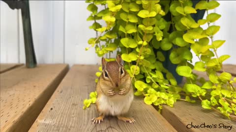 큰 바람 소리에 귀가 접힌 다람쥐 The Big Wind Makes A Chipmunk Fold Her Ears