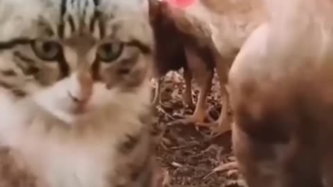 Animals funny moments 😂