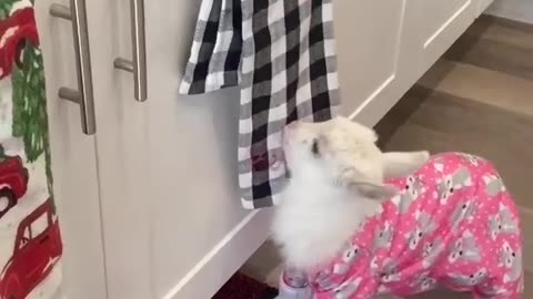 Cute Baby Goat In Pajamas Jumping In The Kitchen