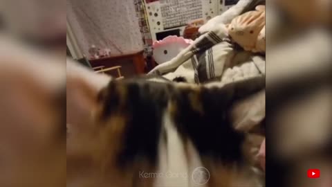 Funny Animals 2023 - Funniest Cats And Dogs Videos