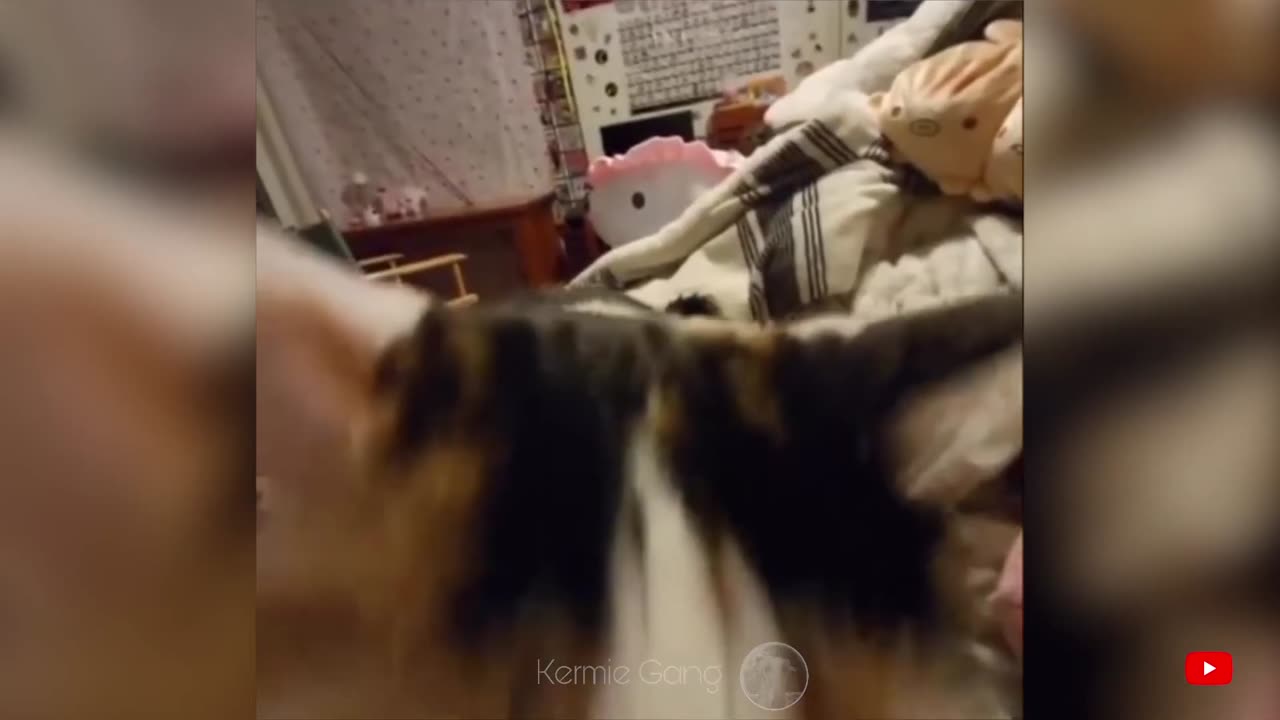 Funny Animals 2023 - Funniest Cats And Dogs Videos