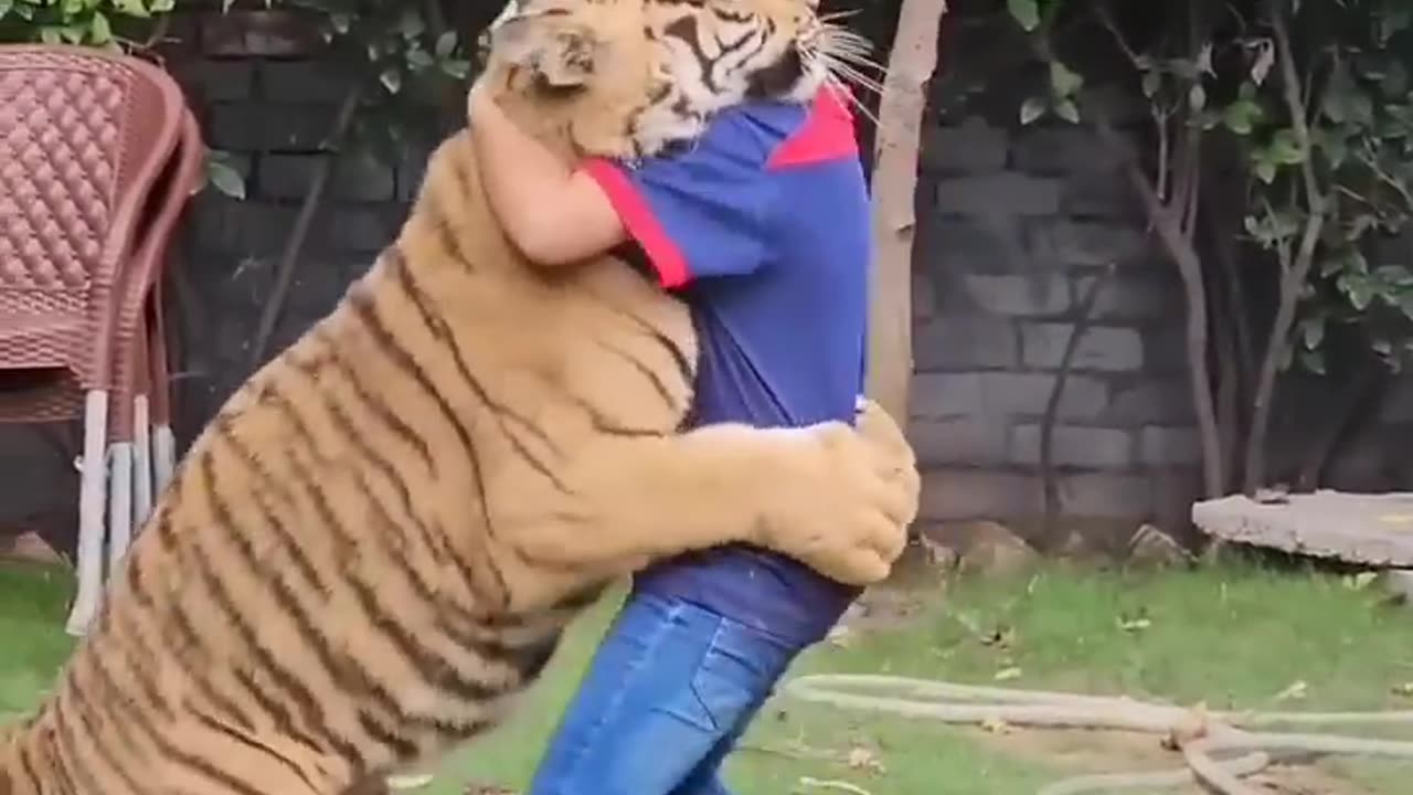 Bangal Tiger playing with a child🤨🧐🧐