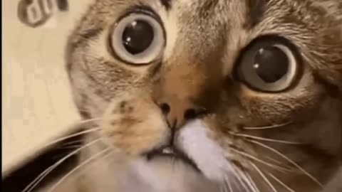 Cute Cat Gif