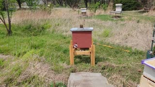 Moving small swarm into hive.