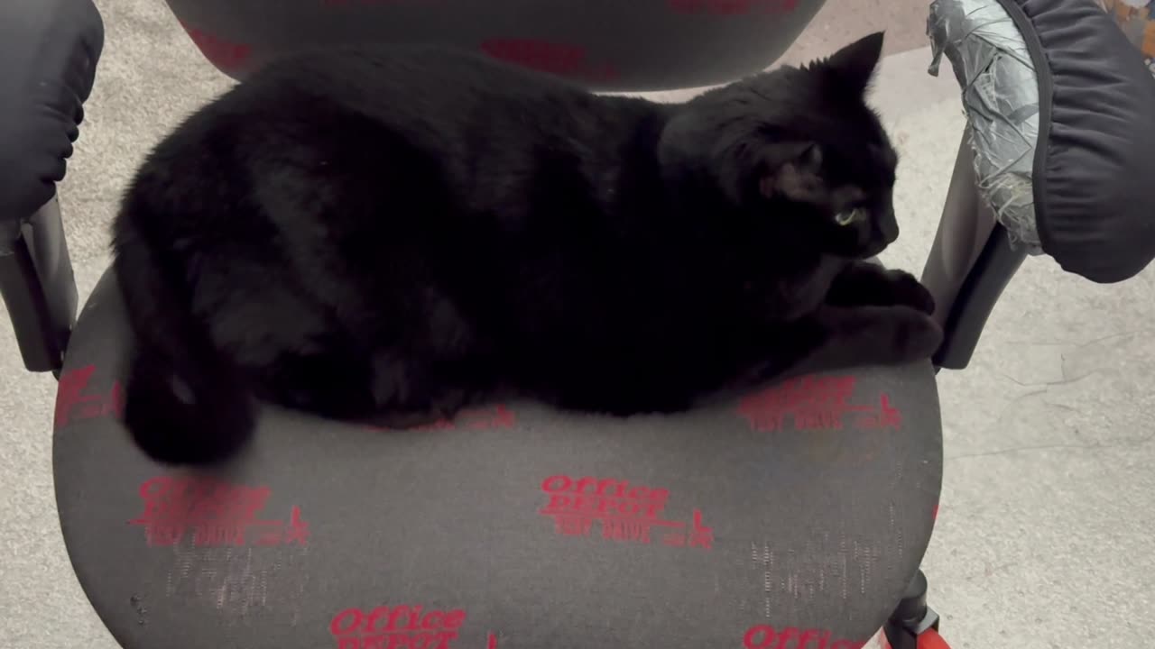 Adopting a Cat from a Shelter Vlog - Cute Precious Piper Manages the Office