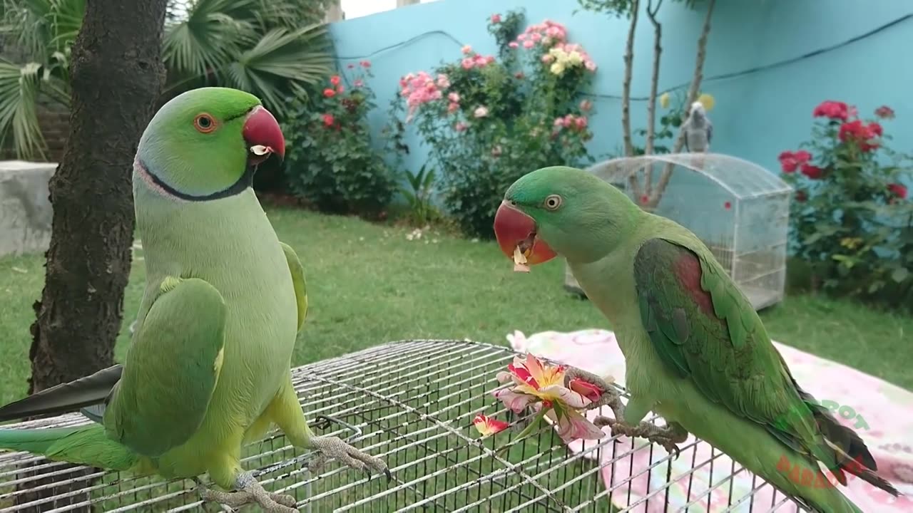 beautiful Parrot Whistling and talking training