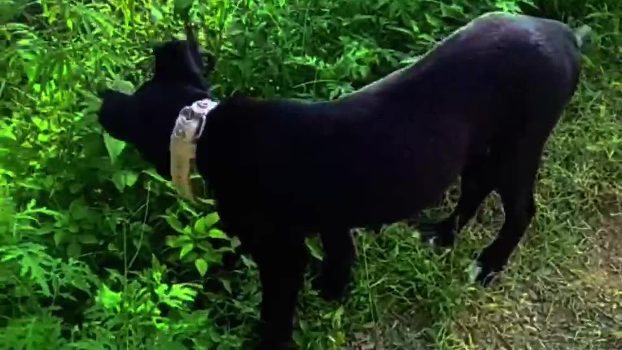 Dog 🐶