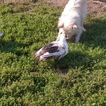 Luna is guarding a flock of ducks