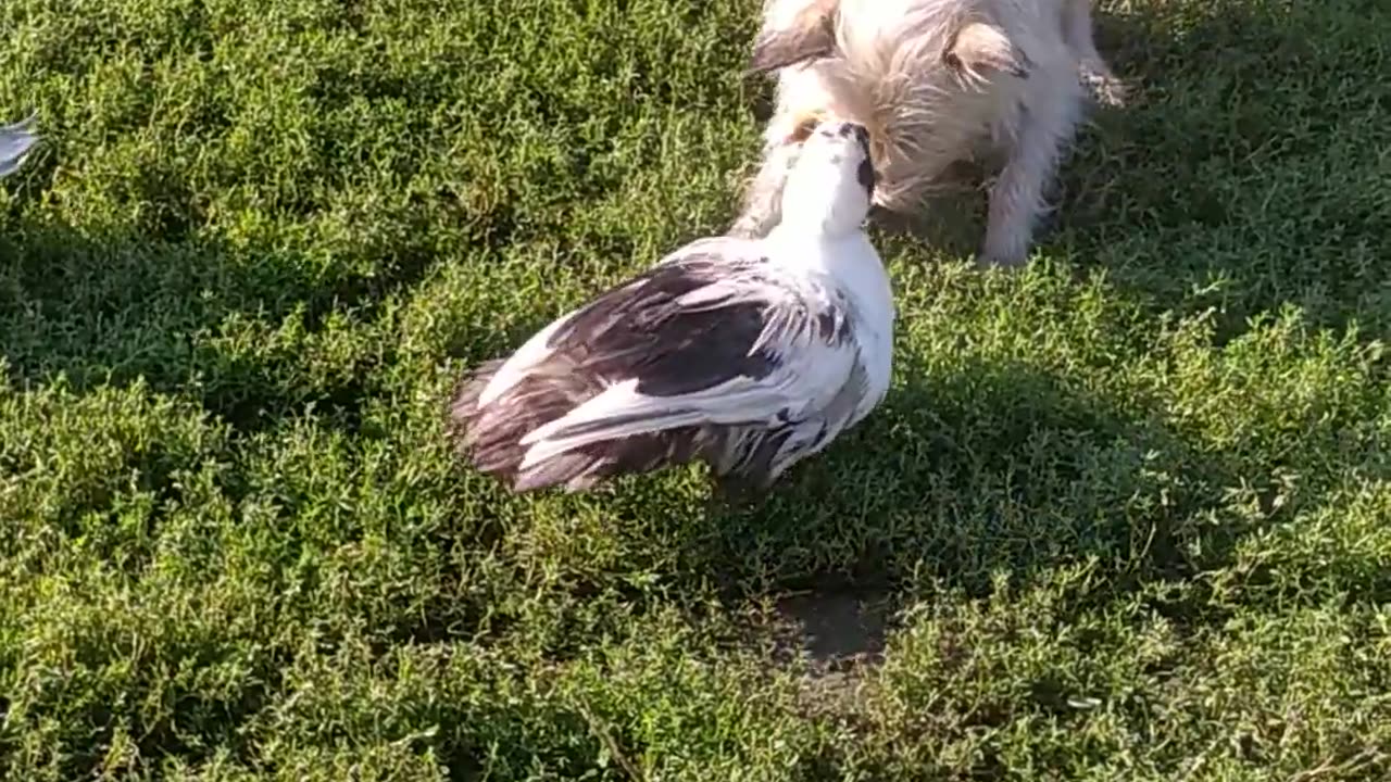 Luna is guarding a flock of ducks