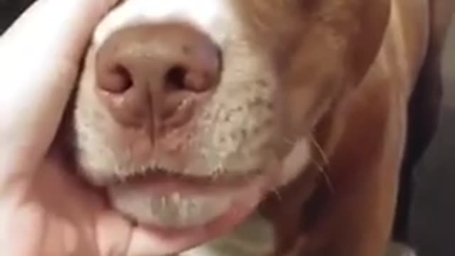 Talking and singing dog man