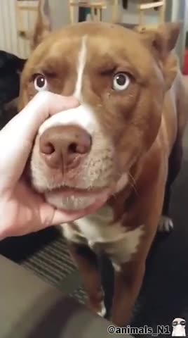 Talking and singing dog man