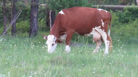 Cows 🐄🐄🐄 milkshake