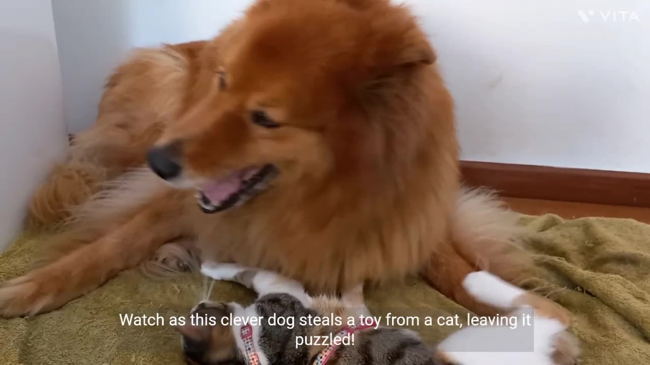 Funny cats and dogs compilation