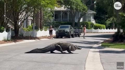 Massive alligator lazily crosses the street in South Carolina