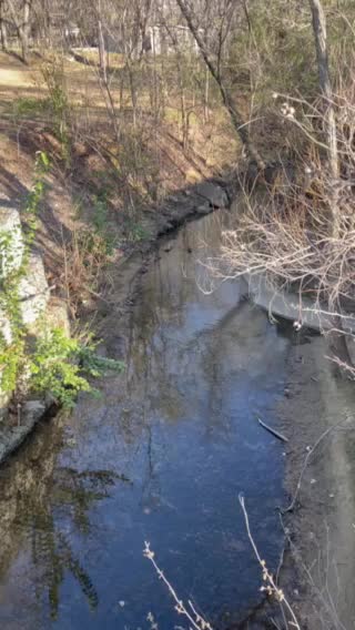 Big turtle in the creek!