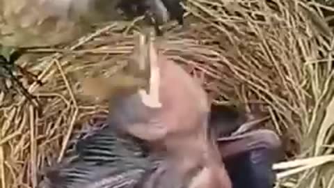 Birds lovers