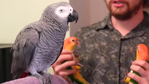 Parrot speaking