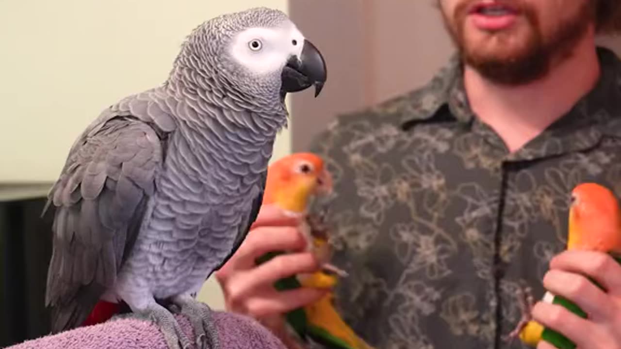 Parrot speaking