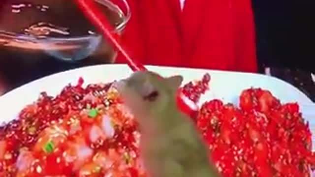 FUNNY CATS AND DOGS... TRY NOT YO LAUGH...