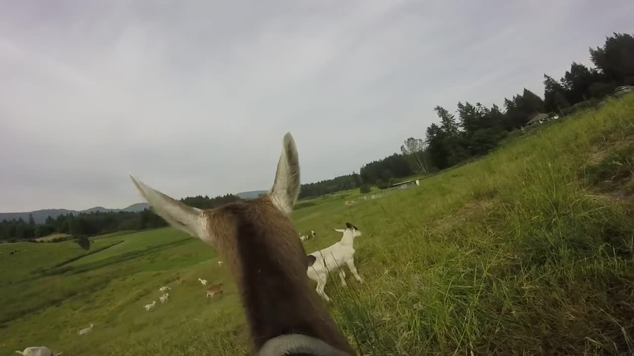 GoatPro - Taking the Goats Out to Pasture After the Morning Milking