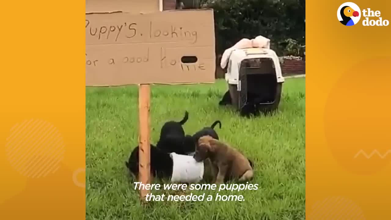 This Baby Husky Thinks She's Invisible | The Dodo