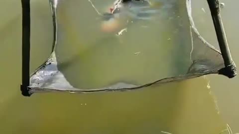 This is a beautiful and charming water-dwelling species