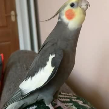 Imitating the cocktail bird to its owner with what he says