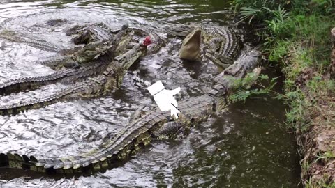 Crocodile , habitat and lifestyle