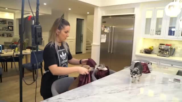 Making My Dogs Homemade Dog Treats