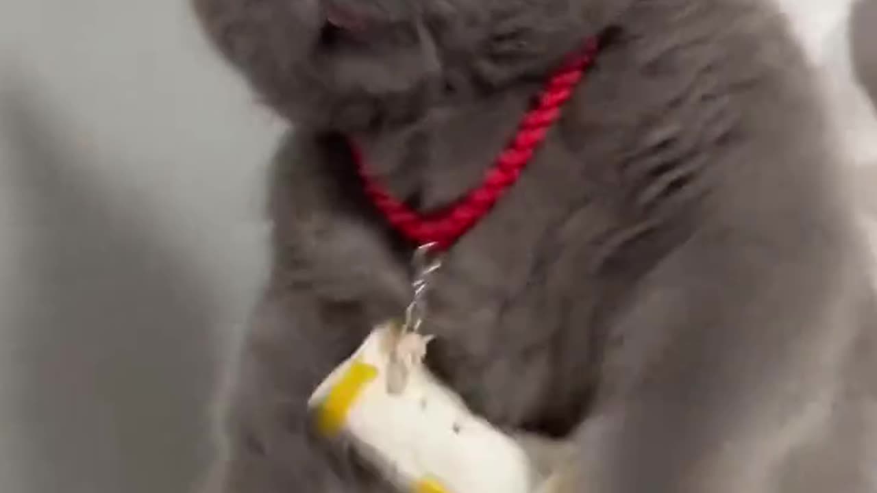 Funny Cat Video On Internet #15