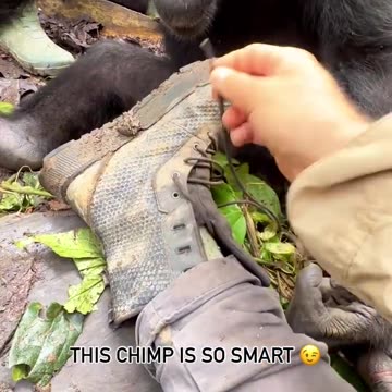 Chimpanze remake our gestures. It proves how smart they are.