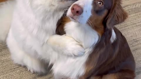 HUGS ALL DAY! These dogs love to hug 🤗