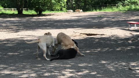 Dog park shenangians