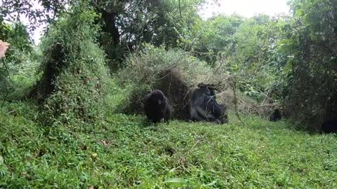 Charged by silverback gorillas in Uganda (Mgahinga)