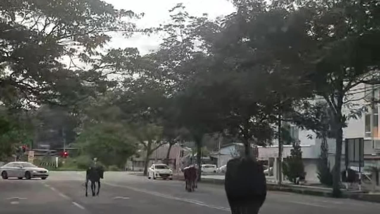 Jaywalking cows