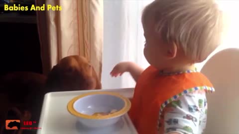 Funny baby and dogs