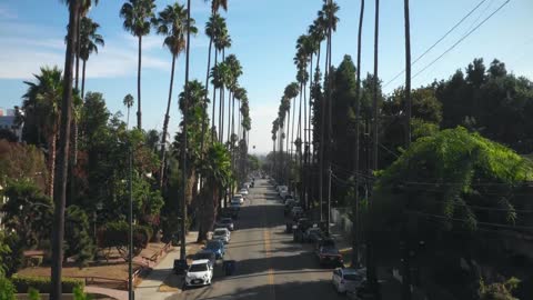 Palm Tree Lining Street in Hollywood