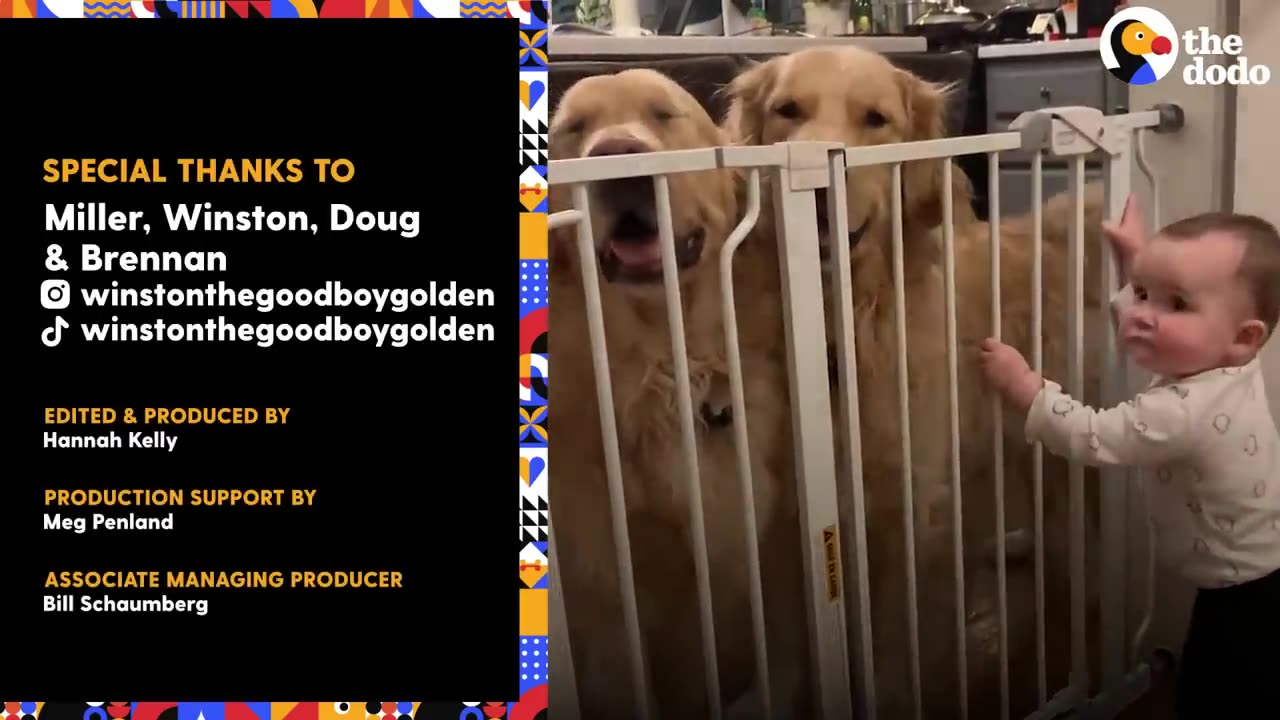 Dog Brothers Claim Newborn Baby Sister As Their Own _ The Dodo