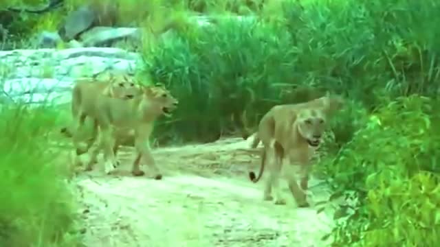 A Lion Attacked on Safari Car in National park.