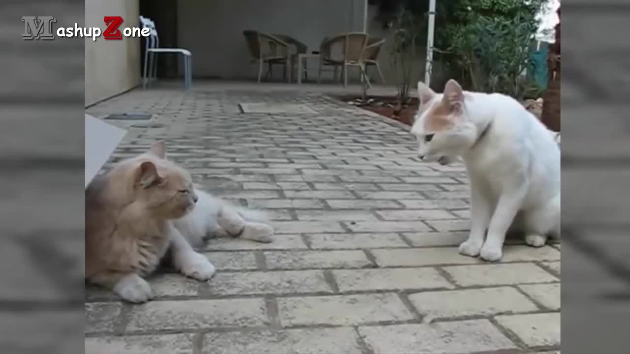 Funny Cats Arguing - Cats Talking To Each Other Compilation || NEW HD_p1