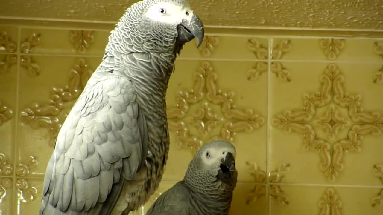 Grey parrots bedtime noises