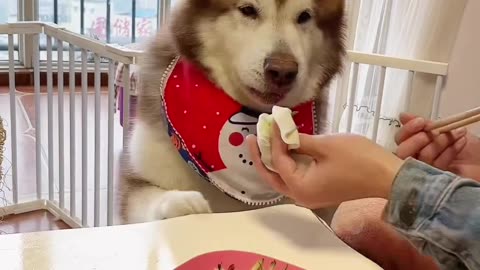 Good boy knows his taste full funny video||| dog