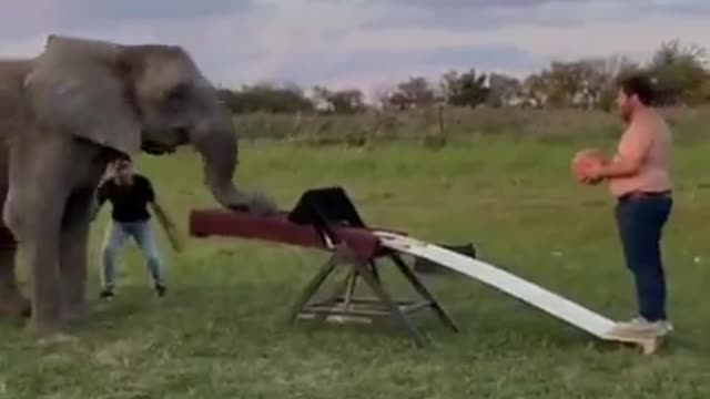 The elephant 🐘 was like