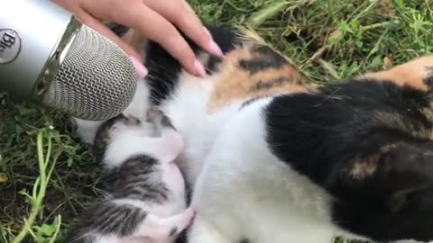 Funny cat & fun