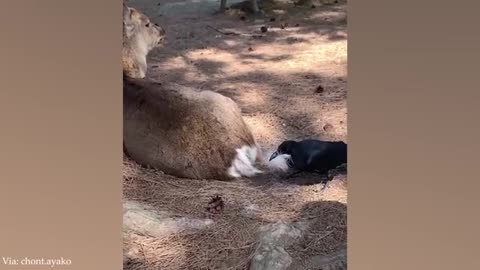Funny Cats and Dogs