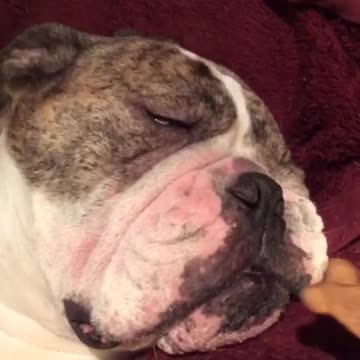 Bulldog durmiendo huele una galleta, ¡sueña que la mastica!