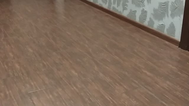 😂🐕