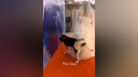 Dogs funny videos 😁 lion figh amazing video #lionfight #dog