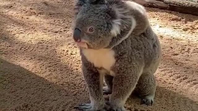 I like the little koala on my mother's back, because it looks so cute